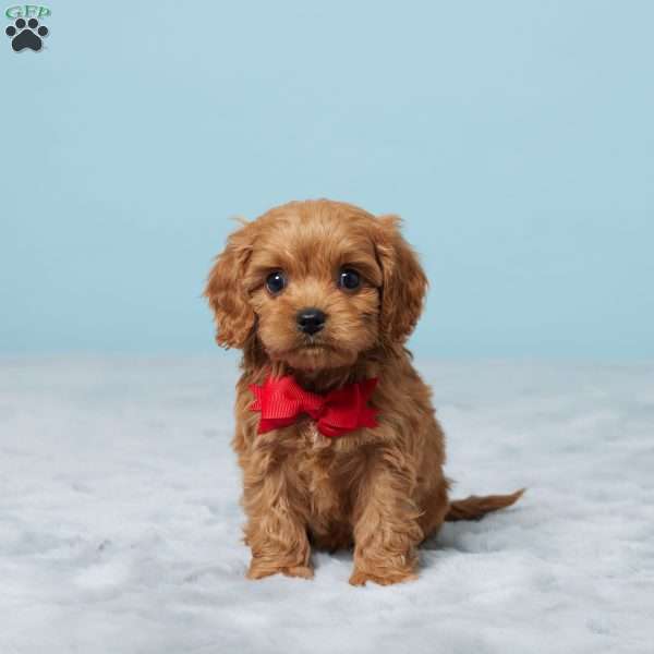 Dusty, Cavapoo Puppy